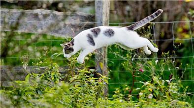 Eine Katze springt in einem Garten ins Gebüsch.