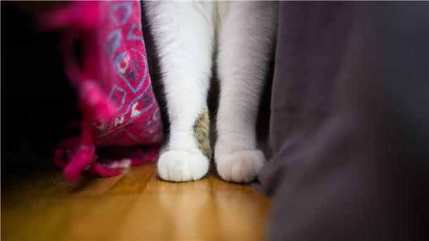 Linkspfoter - Auch Tiere haben eine Lieblingsseite Eine Katze steht mit ihren zwei Vorderpfoten in einer Wohnung.