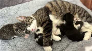 Eine grau getigerte Katze liegt mit ihren Kitten auf einer grauen Decke.