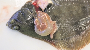Eine Kliesche mit Tumoren an der Leber: Schon aus Munitionsversenkungsgebieten wie in der Ostsee (Archivfoto) ist bekannt, dass Fische durch Explosivstoffe krank werden können.