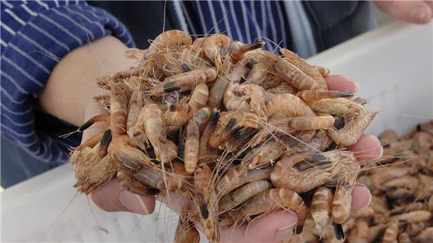 Eine Krabbenfischerin bietet eine Handvoll frischer Nordseekrabben zum Kosten an.