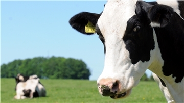 Eine Kuh steht auf einer Weide - im Hintergrund ist viel Freifläche zu sehen. Doch die Flächen für die Landwirtschaft werden knapper.