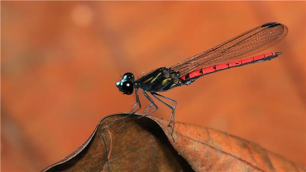 Tausende Süßwasserarten vom Aussterben bedroht Eine Libelle der Art Chlorocypha cyanifrons