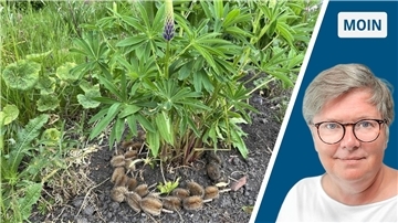 Moin-Bild mit Lupine