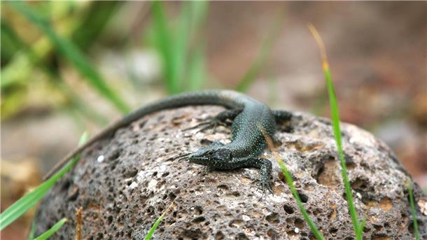 Inselreptilien verschwinden, bevor man sie überhaupt kennt Eine Madeira-Eidechse