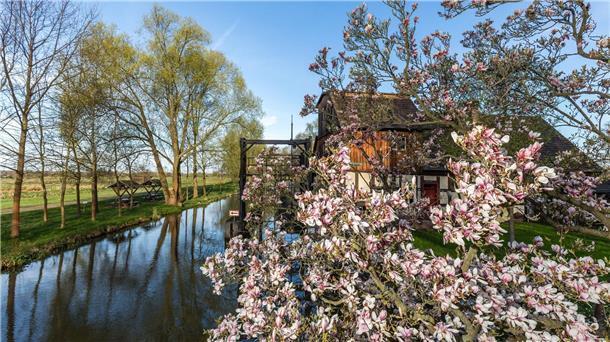 Eine Magnolie blüht in der Frühlingssonne an einem Fließ im Spreewald.