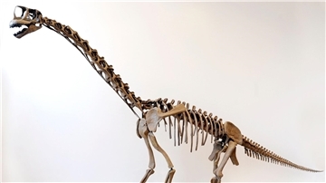 Eine maßstabsgetreue Nachbildung eines Langhals-Dinosauriers.