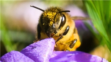 Eine mit Blütenstaub überzogene Biene sitzt an einem Krokus.