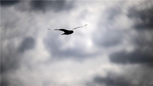 Eine Möwe vor einem wolkenverhangenen Himmel.
