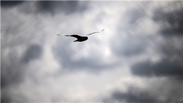 Eine Möwe vor einem wolkenverhangenen Himmel.