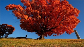 Eine Person geht an einem Ahornbaum vorbei, der sich in leuchtend roter Färbung präsentiert.