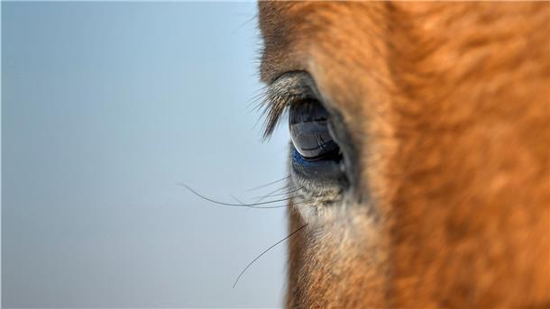Eine Pferdehalterin in Breddorf in der Samtgemeinde Tarmstedt ist in die Kritik geraten, weil sie mindestens eines ihrer Pferde vernachlässigt haben soll. Das Veterinäramt ist inzwischen tätig geworden und bestätigt, dass ein Pferd deutlich abgemagert sei. Die übrigen Pferde seien in „keinem schlechten Zustand“, heißt es aus Rotenburg.
