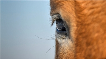 Eine Pferdehalterin in Breddorf in der Samtgemeinde Tarmstedt ist in die Kritik geraten, weil sie mindestens eines ihrer Pferde vernachlässigt haben soll. Das Veterinäramt ist inzwischen tätig geworden und bestätigt, dass ein Pferd deutlich abgemagert sei. Die übrigen Pferde seien in „keinem schlechten Zustand“, heißt es aus Rotenburg.