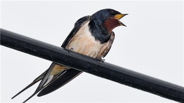 Schwalben kehren aus Afrikaurlaub zurück Eine Rauchschwalbe (Hirundo rustica), die auch Hausschwalbe oder Gabelschwalbe genannt wird, hockt auf einer Telefonleitung.