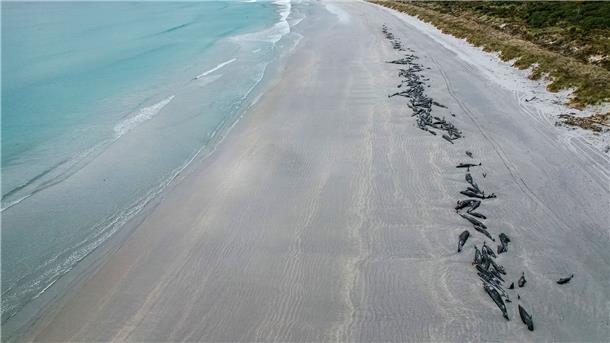 Fast 240 Grindwale nach Strandung gestorben Eine Reihe von toten Grindwalen auf den Chatham-Inseln in Neuseeland.