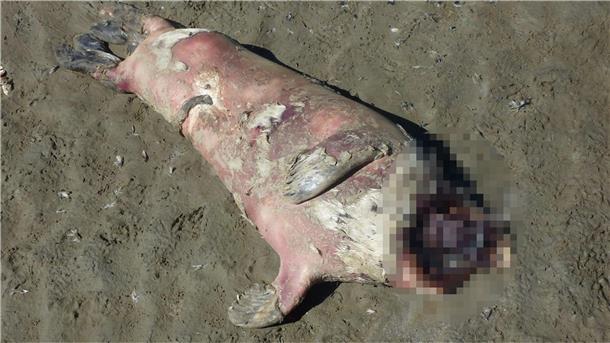 Eine Robbe ohne Kopf ist am Strand von Cuxhaven aufgetaucht. Es ist nicht die einzige. Sterben die Robben eines natürlichen Todes?
