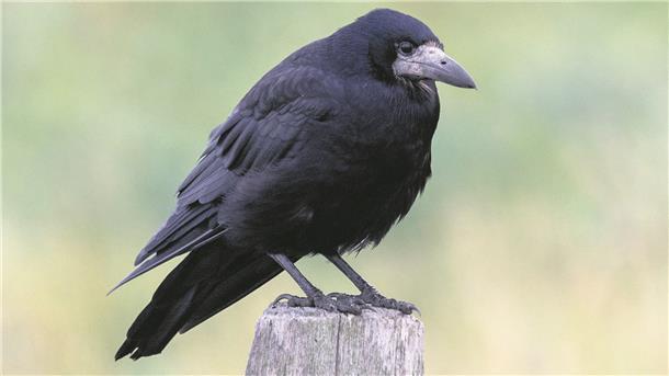 Eine Saatkrähe sitzt auf einem Holzpfosten. In Nordenham sind die Tiere an manchen Stellen zur Plage geworden.