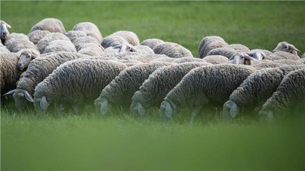 Landkreis nimmt unversorgte Schafherde in Obhut Eine Schafherde wurde vom Veterinäramt in Obhut genommen. (Symbolbild)