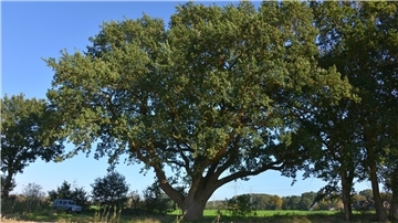 Schattenbaum
