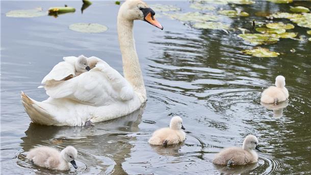 Nachwuchs bei den Hamburger Alsterschwänen Eine Schwanen-Mutter ist mit ihren drei bis vier Tage alten Schwanenküken an der Außenalster unterwegs.