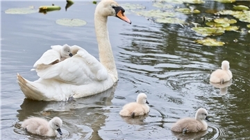 Eine Schwanen-Mutter ist mit ihren drei bis vier Tage alten Schwanenküken an der Außenalster unterwegs.