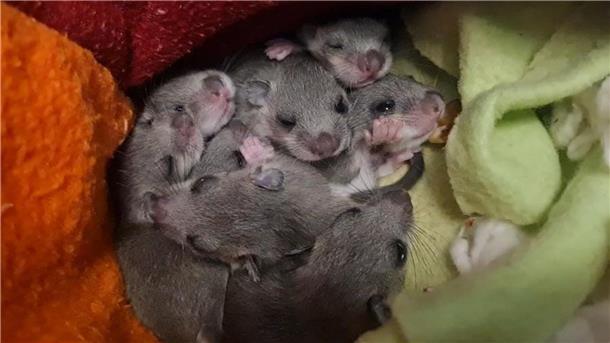 Siebenschläfer-Mama mit acht Jungen aus Schrank gerettet Eine Siebenschläfer-Familie. Das Muttertier hatte sich laut Wildtierwaisen-Schutzstation mit acht Jungen in einer Badezimmerschublade eingenistet.