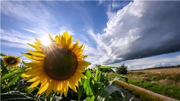 Eine Sonnenblume strahlt mit der Sonne um die Wette. Ob das Wetter in den kommenden Wochen Anlass zur ungetrübten Freude gibt, ist noch nicht sicher. 