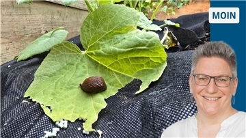 Eine Spanische Wegschnecke frisst ein Kürbisblatt.