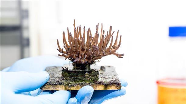 Eine Steinkorallen des Start-ups SciReef der Wissenschaftler Mareen Möller und Samuel Nietzer. Das Ziel der Wissenschaftler ist es, Steinkorallen auf natürliche Weise geschlechtlich zu vermehren und in den Handel zu bringen.