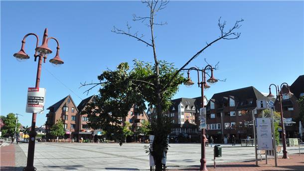 Eine sterbende Esskastanie am südlichen Marktplatzrand. Die Stadt hat aktuell einige abgestorbenen Bäume entfernt.