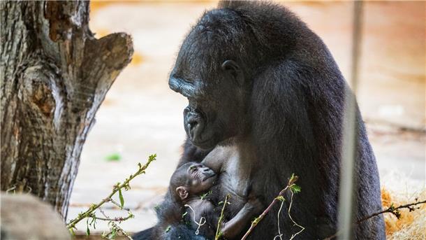 Eine stolze Mama: Das 30 Jahre alte Gorilla-Weibchen Kijivu brachte im Prager Zoo ein Kind zur Welt.