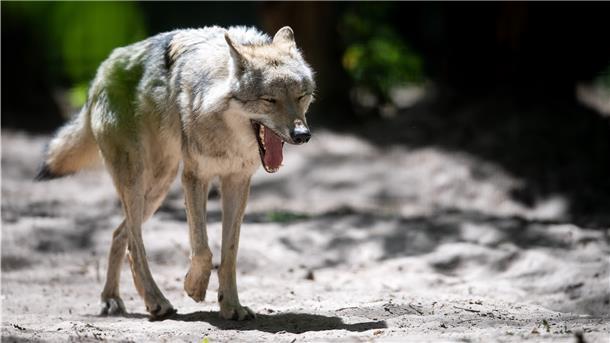 Eine Studie zeigt, dass der Europäische Grauwolf in Niedersachsen differenziert und kontrovers wahrgenommen wird.