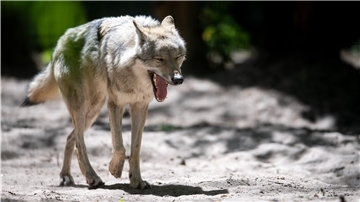 Eine Studie zeigt, dass der Europäische Grauwolf in Niedersachsen differenziert und kontrovers wahrgenommen wird.