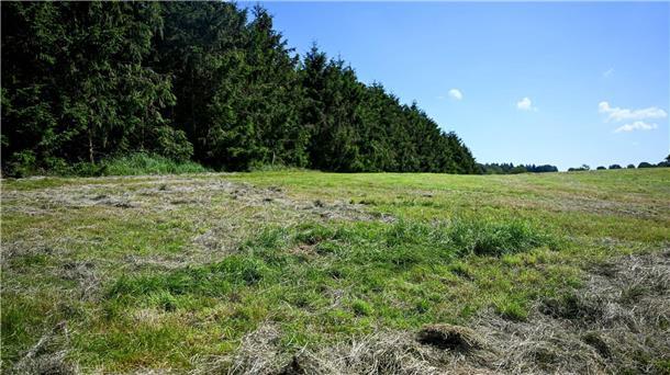 Eine teilweise abgemähte Wiese am Fundeort einer Kinderleiche im Landkreis Stade.