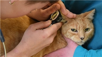 Eine Tierärztin stellte bei dem Kater der Angeklagten - hier ein Symbolfoto - im September 2022 schmerzhafte, großflächige und offene Hautverletzungen am ganzen Katzenkörper fest.