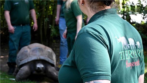 Schildkröten auf der Waage Eine Tierpflegerin steht mit einem Messgerät in der Nähe einer Riesenschildkröte. Die Tiere werden gemessen und gewogen.