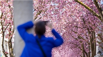 Eine Touristin fotografiert blühende Kirschblütenbäume in Bonn. Prognosen zufolge könnten die Blüte in diesem Jahr um Ostern herum beginnen.