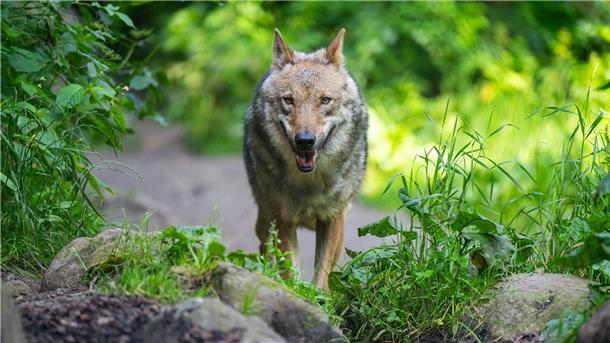 Eine untersuchte Haarprobe ergab, dass der auf Norderney gesichtete Wolf aus einem Rudel in Belgien stammt. (Symbolbild)