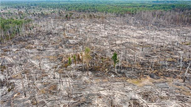 Waldbrand bei Jüterbog: „Wir lassen es kontrolliert brennen“ Eine verbrannte Waldfläche ist beim Waldbrand im Naturschutzgebiet auf ehemaligem Truppenübungsplatz bei Jüterbog zu sehen.