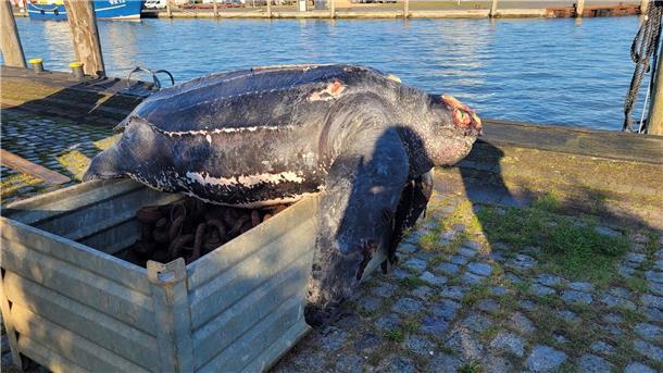 Forschende obduzieren tote Lederschildkröte aus der Nordsee Eine verendete Lederschildkröte liegt auf einer Kiste im Hafen von Büsum.