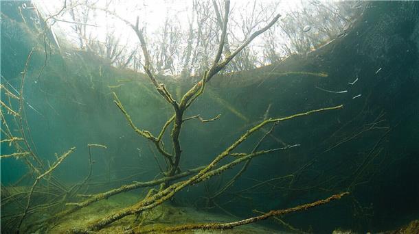 Eine vermeintlich vermisste Taucherin am Kreidesee sorgte für einen groß angelegten Rettungseinsatz.
