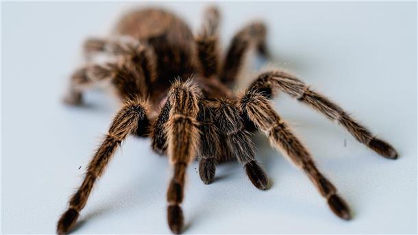 Terrarienbörse Hannover verwandelt Halle in einen Zoo Eine Vogelspinne befindet sich in den Räumen des Lehrstuhls für Klinische und Biologische Psychologie der Universität Mannheim auf einem Tisch.