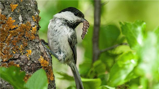 Eine Weidenmeise (Poecile montanus). Der Rückgang der Vogelbestände ist laut der Studie nicht gleichmäßig verteilt. Vögel, die Ackerland als Lebensraum bevorzugen, sind mit einer Reduzierung um fast 57 Prozent besonders betroffen.