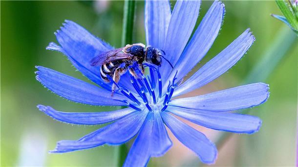 Eine Wildbiene sammelt Pollen bei einer Gewöhnlichen Wegwartenblüte (Cichorium intybus) ein.