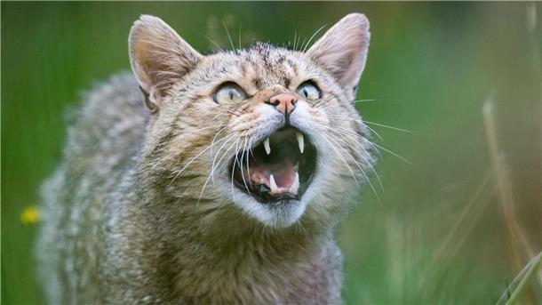 Wildkatzen sollen in Niedersachsen wieder heimisch werden Eine Wildkatze (Felis silvestris) zeigt ihre Zähne im Wildkatzengehege vom NABU Niedersachsen im Harz.