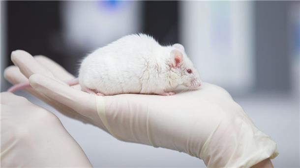 Gemeinsame Suche nach Alternativen zu Tierversuchen Eine wissenschaftliche Mitarbeiterin einer tierexperimentellen Forschungseinrichtung hat eine Maus in der Hand.