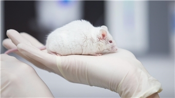 Eine wissenschaftliche Mitarbeiterin einer tierexperimentellen Forschungseinrichtung hat eine Maus in der Hand.
