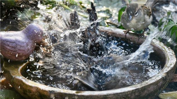 Eine Wohltat in der Sommerhitze: Spatzen baden in einer Vogeltränke.