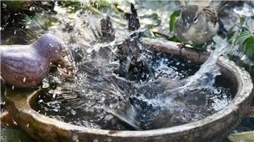 Eine Wohltat in der Sommerhitze: Spatzen baden in einer Vogeltränke.
