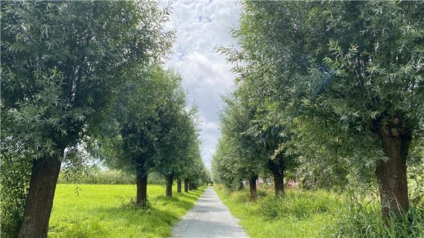 Eine wundervolle Weidenallee zieht sich zwischen den Ortsteilen Buschkämpen und Schierholz